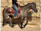 Fancy Fun Grulla Gelding