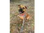 Adopt LILA a Mixed Breed