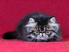 Vinsent Black Tabby Persian Exotic Longhair Boy