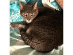 Adopt Pixie a Domestic Short Hair