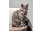 Adopt Misty a Dilute Tortoiseshell, Domestic Short Hair