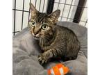 Adopt Jane a Domestic Short Hair