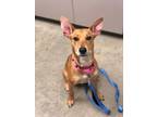 Adopt Louise a Terrier