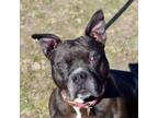 Adopt Sissy a Pit Bull Terrier
