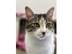 Adopt Kiki a Domestic Short Hair