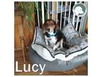 Adopt Lucy a Beagle