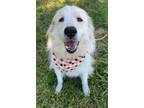 Adopt Justus - Lover - 5 years old a Great Pyrenees
