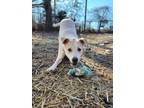 Adopt Sammie a Carolina Dog