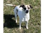 Adopt Lana a Parson Russell Terrier, Mixed Breed