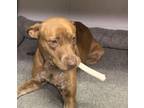 Adopt GIGI a Pit Bull Terrier, Mixed Breed