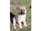 Adopt Fendi a Great Pyrenees, German Shepherd Dog