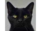 Adopt Coal a Domestic Short Hair