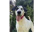 Adopt Sycamore a Coonhound, Siberian Husky