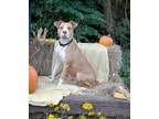 Adopt Hope a Pit Bull Terrier