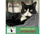 Adopt Brielle a Domestic Short Hair, Tuxedo