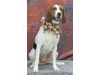 Adopt Ginger a Treeing Walker Coonhound