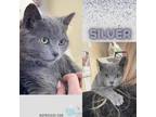 Adopt Silver a Domestic Short Hair