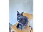 Adopt Thebes a Domestic Short Hair