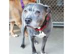 Adopt Ava a Pit Bull Terrier