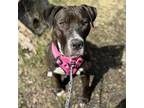 Adopt Sherbet - Foster a Mixed Breed