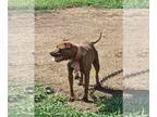 American Pit Bull Terrier PUPPY FOR SALE ADN-752875 - American Pitbull Terriers
