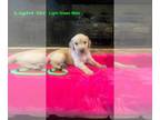 Golden Retriever PUPPY FOR SALE ADN-752975 - Golden retriever puppies