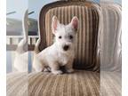 Scottish Terrier PUPPY FOR SALE ADN-752832 - AKC Wheaten Female Scottish Terrier
