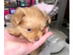 Pomeranian PUPPY FOR SALE ADN-753081 - Pomeranian puppy re home