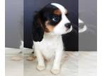 Cavalier King Charles Spaniel PUPPY FOR SALE ADN-752985 - Cavalier King Charles