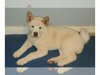 Akita PUPPY FOR SALE ADN-752725 - Pure bread akitas