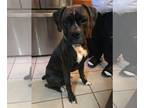 Boxer DOG FOR ADOPTION RGADN-1215186 - Bear - Boxer Dog For Adoption