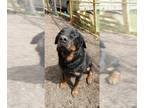 Rottweiler Mix DOG FOR ADOPTION RGADN-1217159 - Tank - Terrier / Rottweiler /