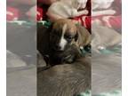 American Pit Bull Terrier Mix DOG FOR ADOPTION RGADN-1217402 - Leah - American
