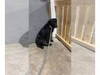 Labrottie DOG FOR ADOPTION RGADN-1218434 - Mojo - Labrador Retriever /