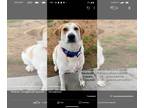 Labrador Retriever-Saint Bernard Mix DOG FOR ADOPTION RGADN-1218864 - Bruce -