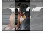 Boxer DOG FOR ADOPTION RGADN-1219399 - Cashew - Boxer Dog For Adoption