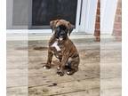 Boxer DOG FOR ADOPTION RGADN-1222488 - Dutton - Boxer Dog For Adoption