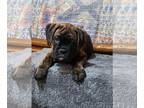 Boxer DOG FOR ADOPTION RGADN-1222489 - Jelly Roll - Boxer Dog For Adoption