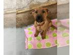 Mastiff Mix DOG FOR ADOPTION RGADN-1224810 - Seymour - Belgian Shepherd Malinois