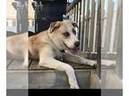 Huskies Mix DOG FOR ADOPTION RGADN-1228308 - Fauna - Terrier / Husky / Mixed Dog
