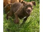 Adopt Brindly a Boxer, Labrador Retriever