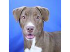 Adopt Lady Bird - 020609S a Pit Bull Terrier