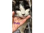 Adopt Pootie a Domestic Short Hair