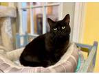 Adopt Jasmine a Domestic Short Hair