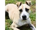 Adopt Galen a American Staffordshire Terrier, Pit Bull Terrier