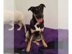 Rottweiler Mix DOG FOR ADOPTION RGADN-1126942 - MOOSE - Terrier / Rottweiler /