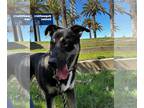 Rottweiler Mix DOG FOR ADOPTION RGADN-1126942 - MOOSE - Terrier / Rottweiler /