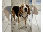 Beagle Mix DOG FOR ADOPTION RGADN-1213707 - Buoy CL - Beagle / Mixed Dog For