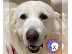 Great Pyrenees DOG FOR ADOPTION RGADN-1213709 - Janie **Valentine Special** -