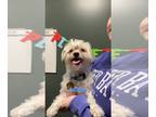 Shih Tzu Mix DOG FOR ADOPTION RGADN-1213710 - Lassen - Shih Tzu / Mixed Dog For